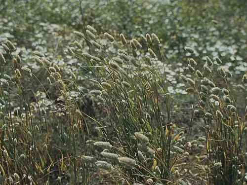 카나리새풀 (Phalaris canariensis)