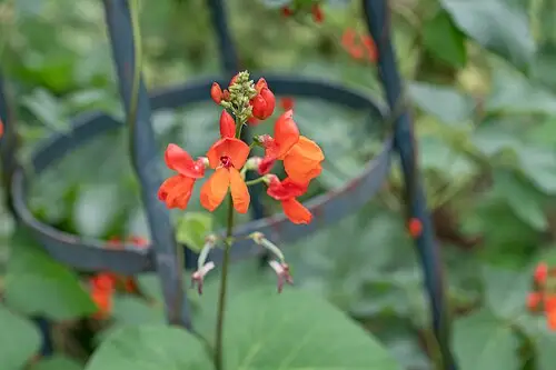 붉은강낭콩 (Phaseolus coccineus)