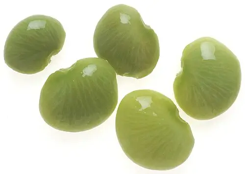 리마콩 (Phaseolus lunatus)