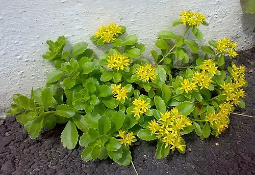 기린초 (Phedimus kamtschaticus)