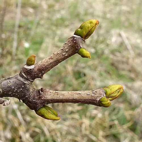 황벽나무 (Phellodendron amurense)