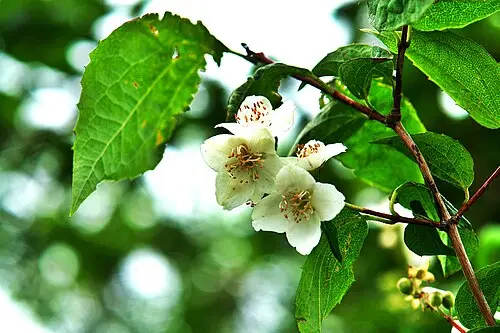 고광나무 (Philadelphus schrenkii)