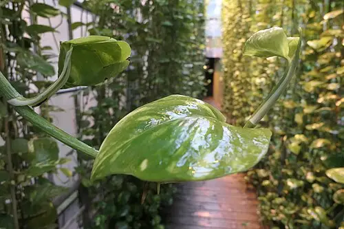 필로덴드론 (Philodendron hederaceum)