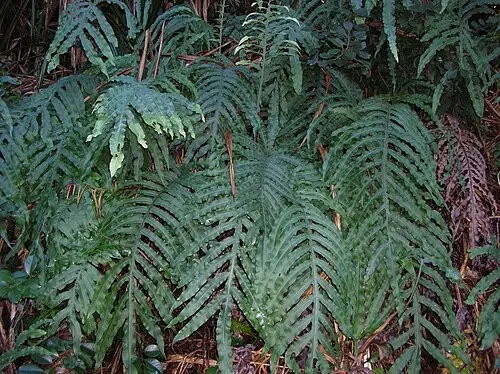블루스타고사리 (Phlebodium aureum)