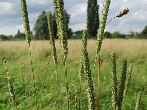 큰조아재비 (Phleum pratense)