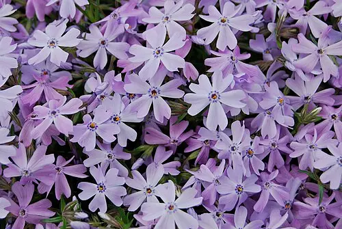 꽃잔디 (Phlox subulata)