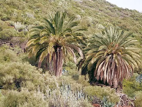 카나리아야자나무 (Phoenix canariensis)