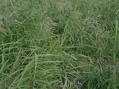 달뿌리풀