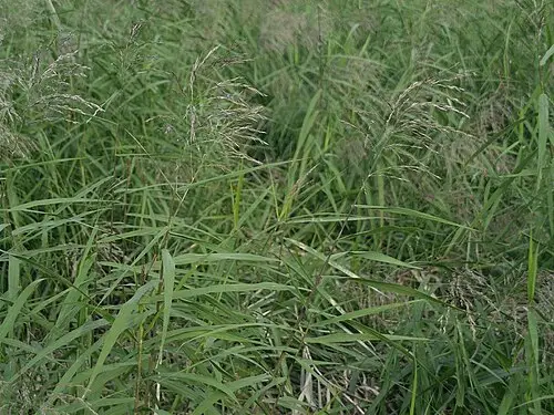 달뿌리풀 (Phragmites japonicus)