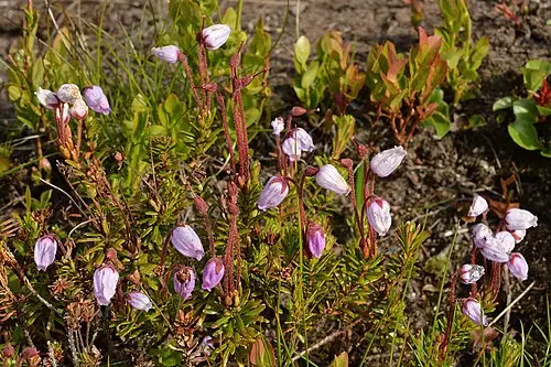 가솔송 (Phyllodoce caerulea)