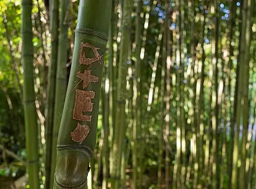 죽순대 (Phyllostachys edulis)