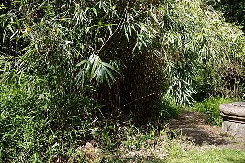 오죽 (Phyllostachys nigra)