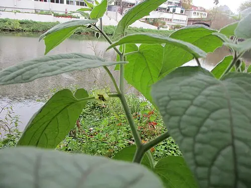 골든베리 (Physalis peruviana)