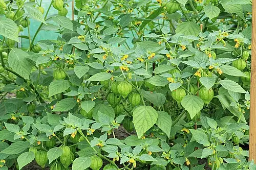 토마티요 (Physalis philadelphica)