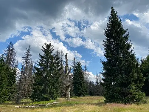 독일가문비나무 (Picea abies)