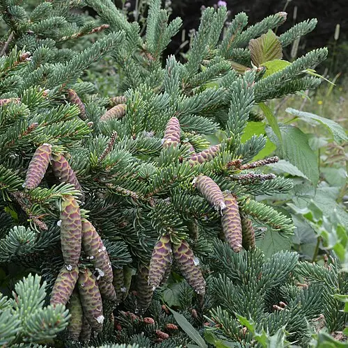 캐나다가문비나무 (Picea glauca)