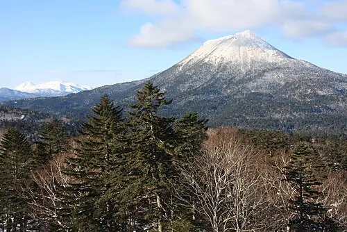 가문비나무 (Picea jezoensis)