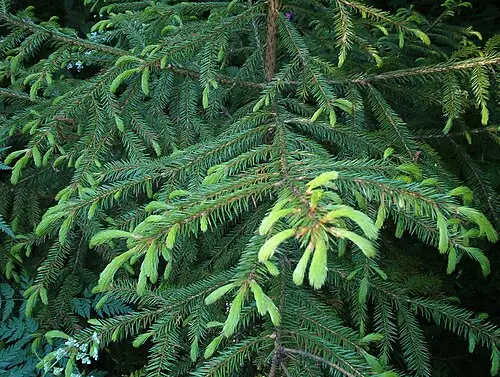 종비나무 (Picea koraiensis)