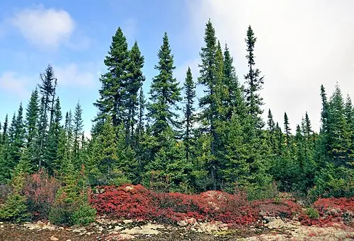 검은가문비나무 (Picea mariana)