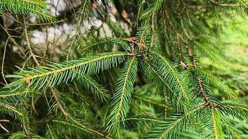 대만가문비나무 (Picea morrisonicola)