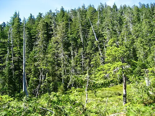 시트카가문비나무 (Picea sitchensis)