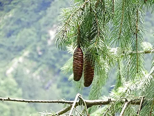 히말라야가문비나무 (Picea smithiana)