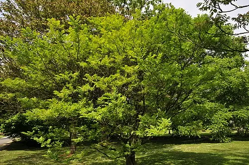 소태나무 (Picrasma quassioides)