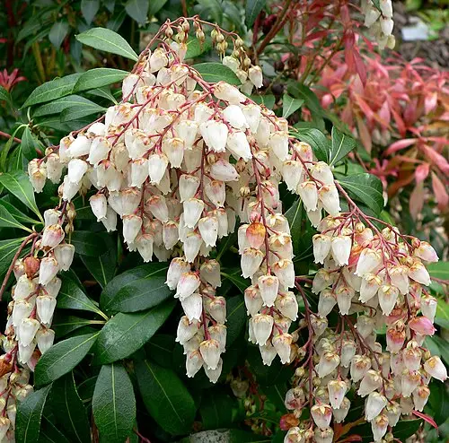 마취목 (Pieris japonica)