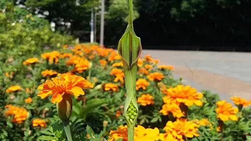 반하 (Pinellia ternata)