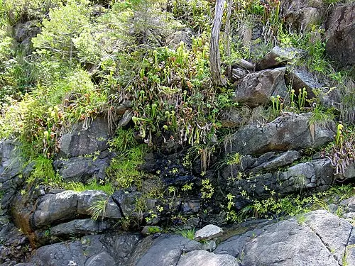 벌레잡이제비꽃 (Pinguicula macroceras)