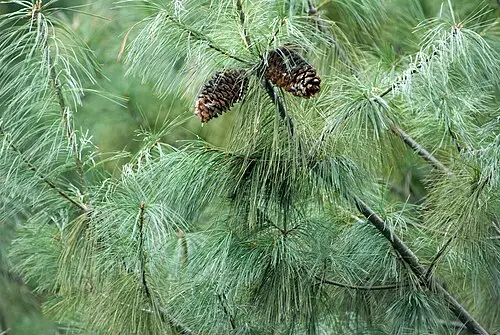 화산송 (Pinus armandii)