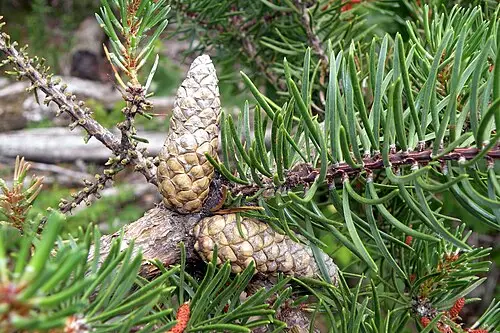방크스소나무 (Pinus banksiana)