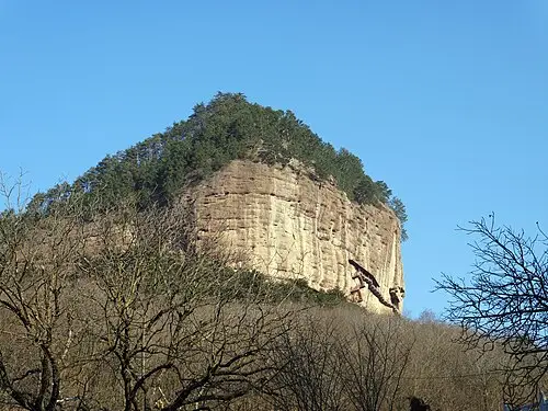 백송 (Pinus bungeana)