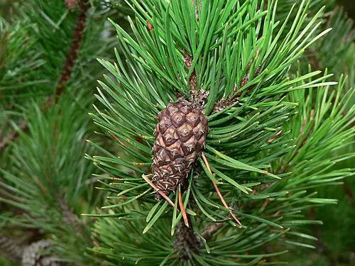 로지폴소나무 (Pinus contorta)