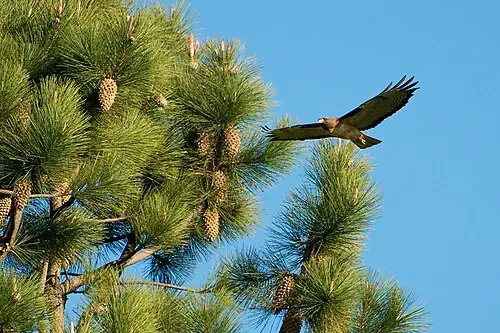 콜터소나무 (Pinus coulteri)
