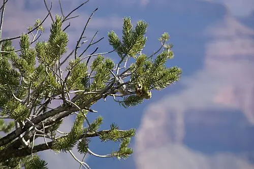 피뇬소나무 (Pinus edulis)