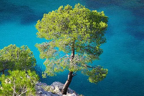 알레포소나무 (Pinus halepensis)