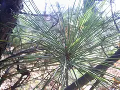 잣나무