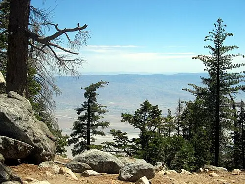 사탕소나무 (Pinus lambertiana)