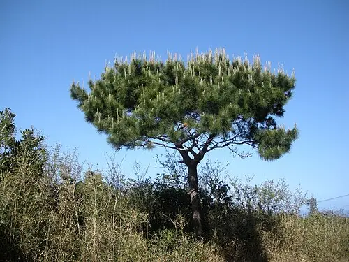 류큐소나무 (Pinus luchuensis)