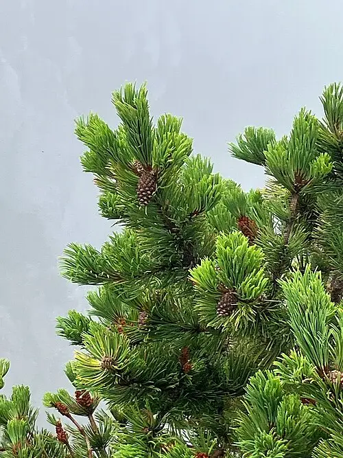 무고소나무 (Pinus mugo)