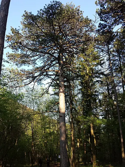 유럽흑송 (Pinus nigra)