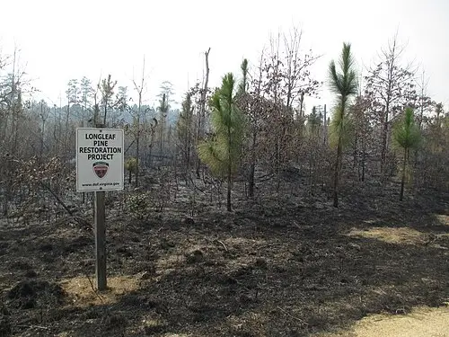 대왕소나무 (Pinus palustris)