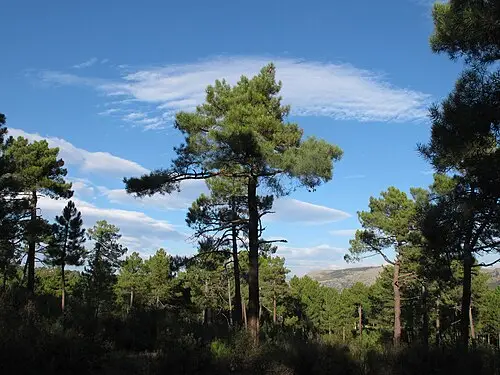 프랑스해안소나무 (Pinus pinaster)