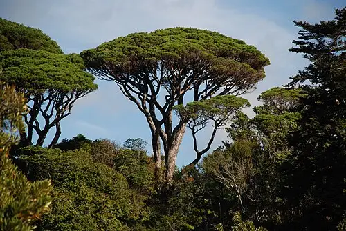 우산소나무 (Pinus pinea)