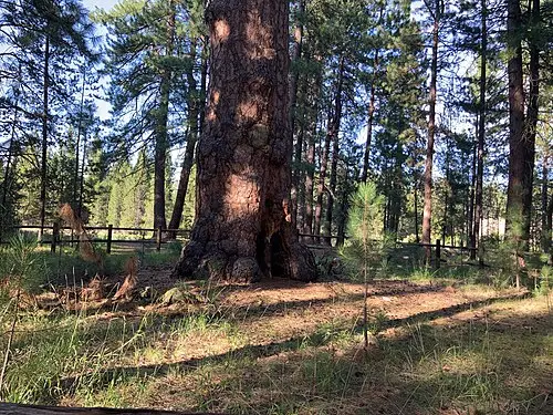 폰데로사소나무 (Pinus ponderosa)