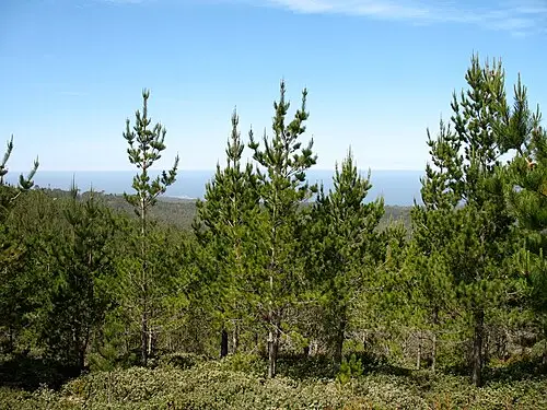 라디아타소나무 (Pinus radiata)