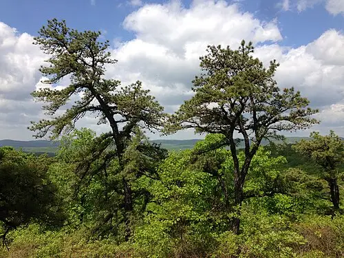 리기다소나무 (Pinus rigida)