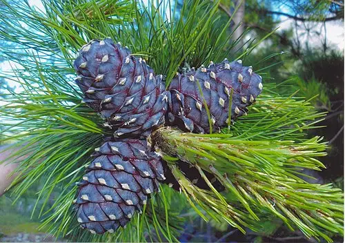 시베리아잣나무 (Pinus sibirica)