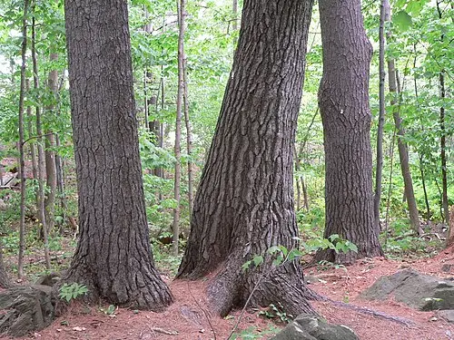 스트로브잣나무 (Pinus strobus)